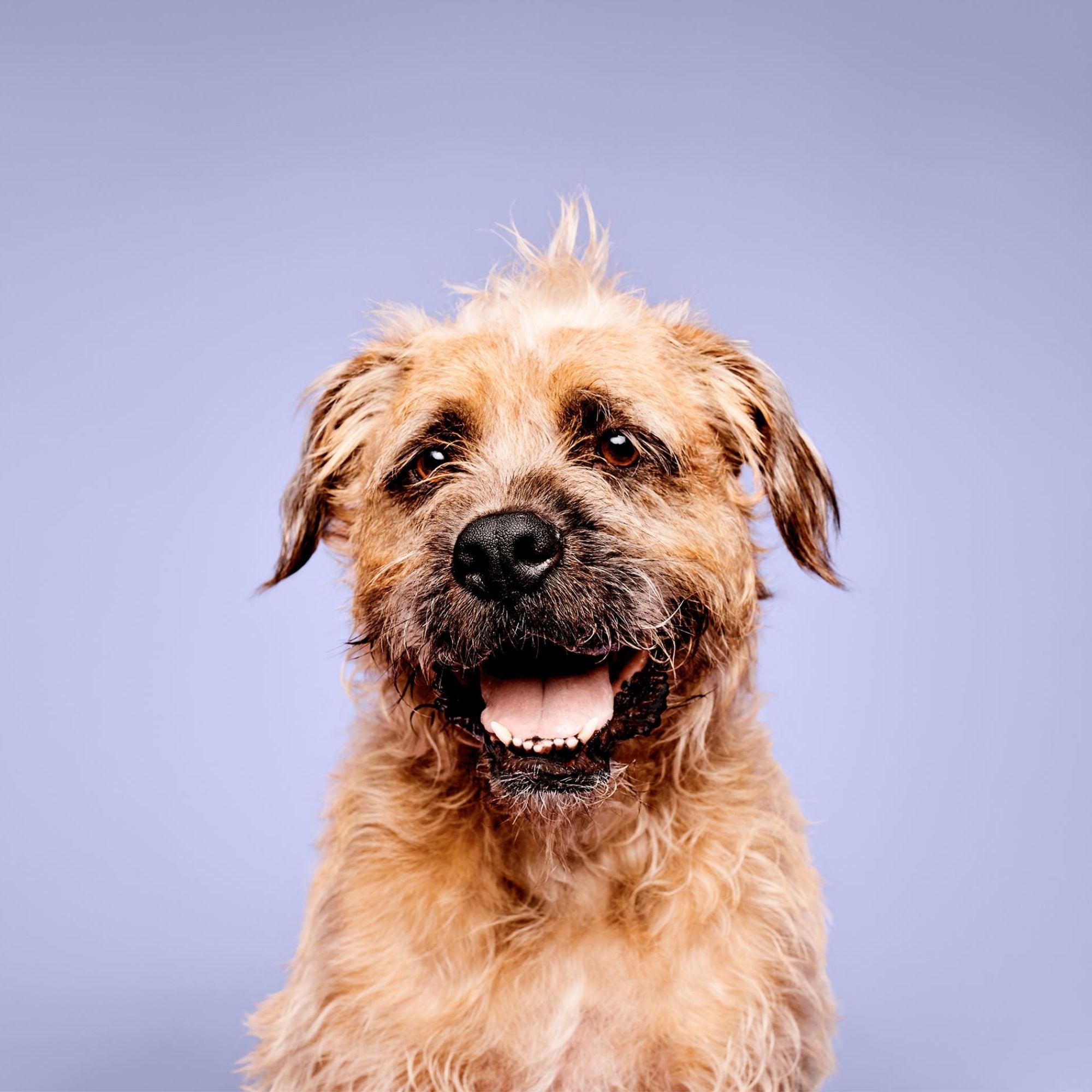 PM Pet Super Bright Shampoo-500ml