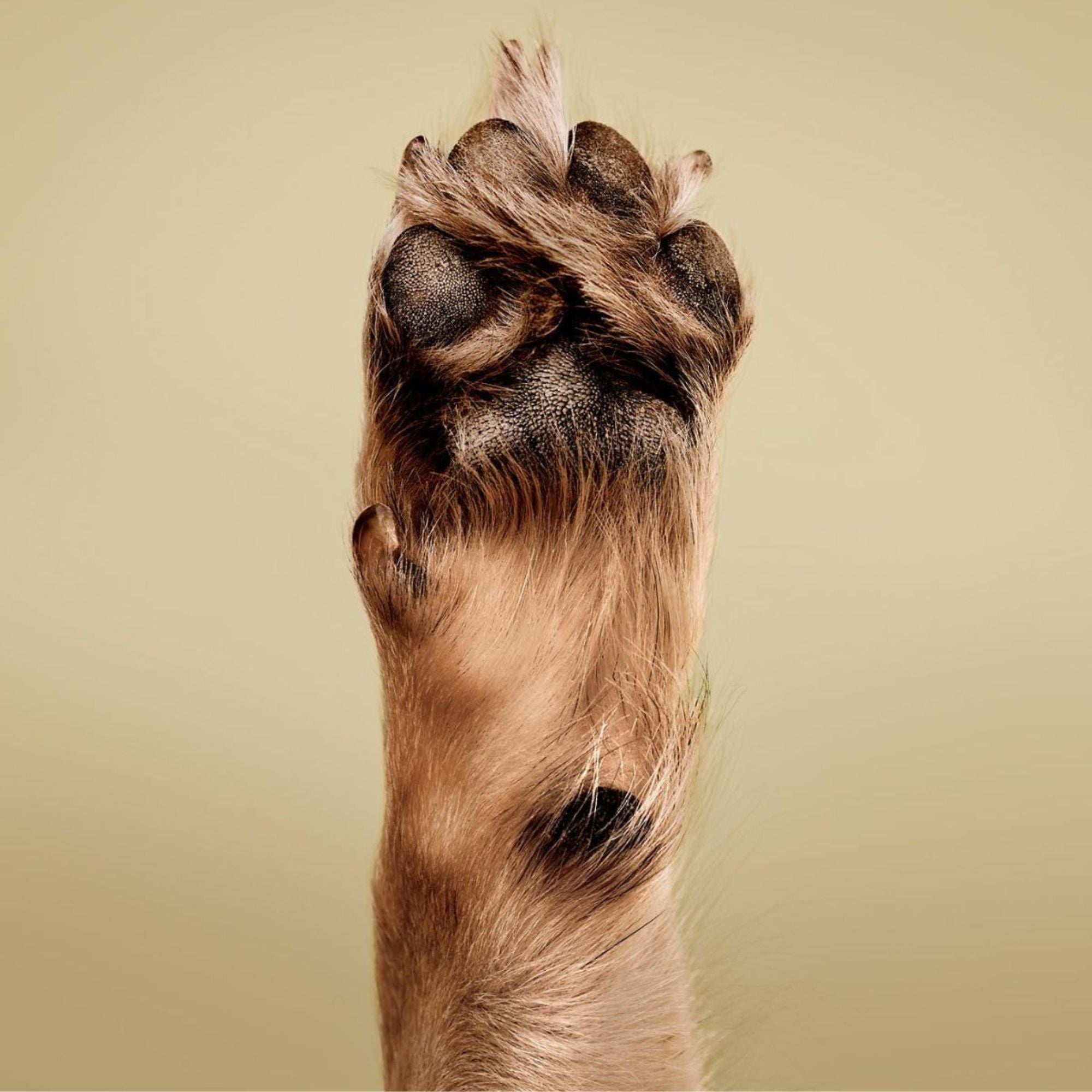 PM Pet Soothing Oatmeal Shampoo 500ml