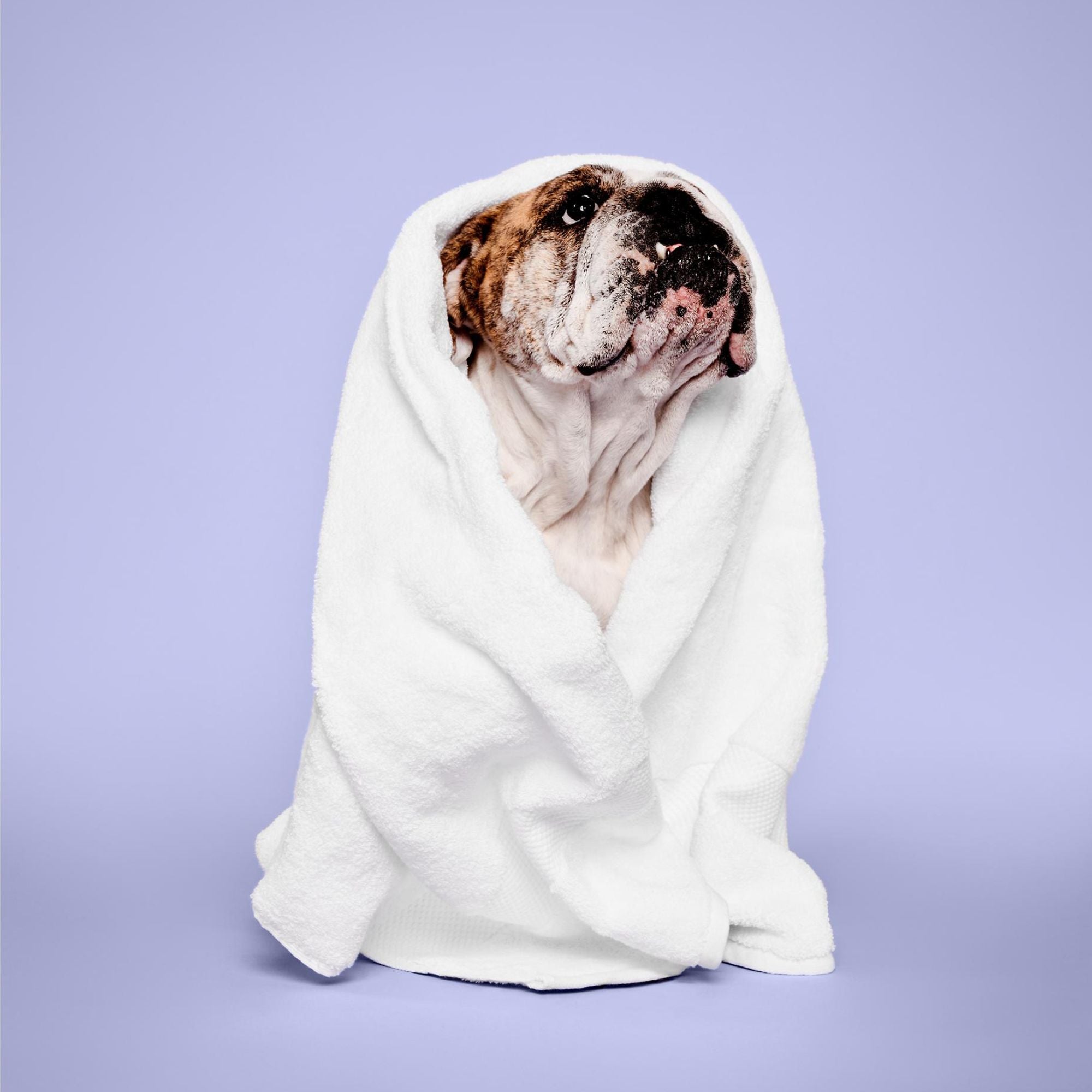 PM Pet Calming Lavender Mint Shampoo-500ml